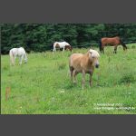 Pferde auf Weide a Waldrand Saas (8)